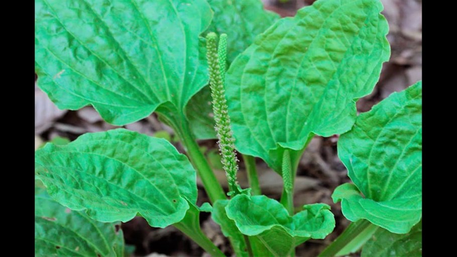 Подорожник большой