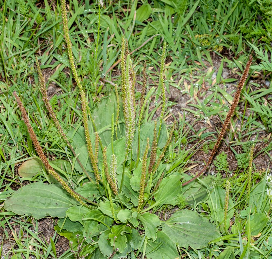 34. Подорожник большой {Plantago Major)