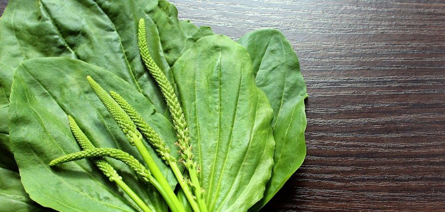 Подорожник азиатский