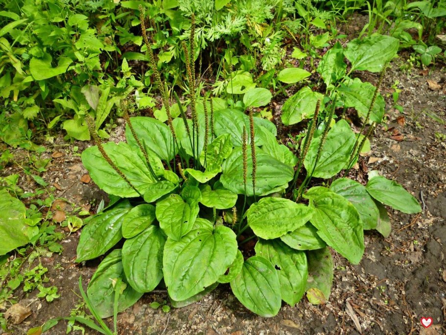 Plantago Major