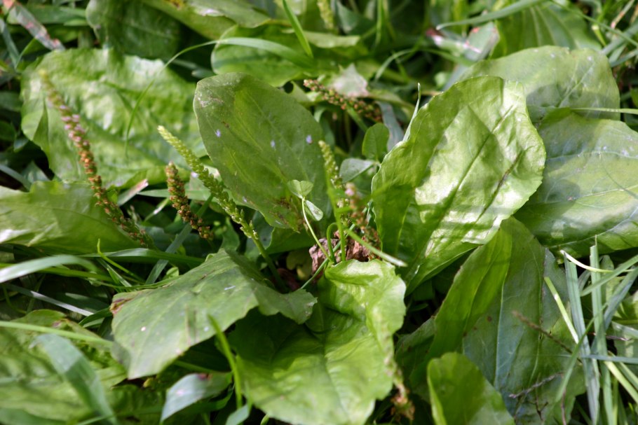 Подорожник паутинистый