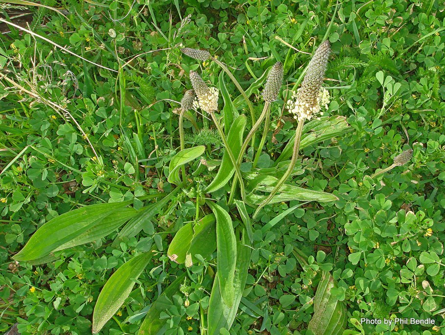 Подорожник солончаковый