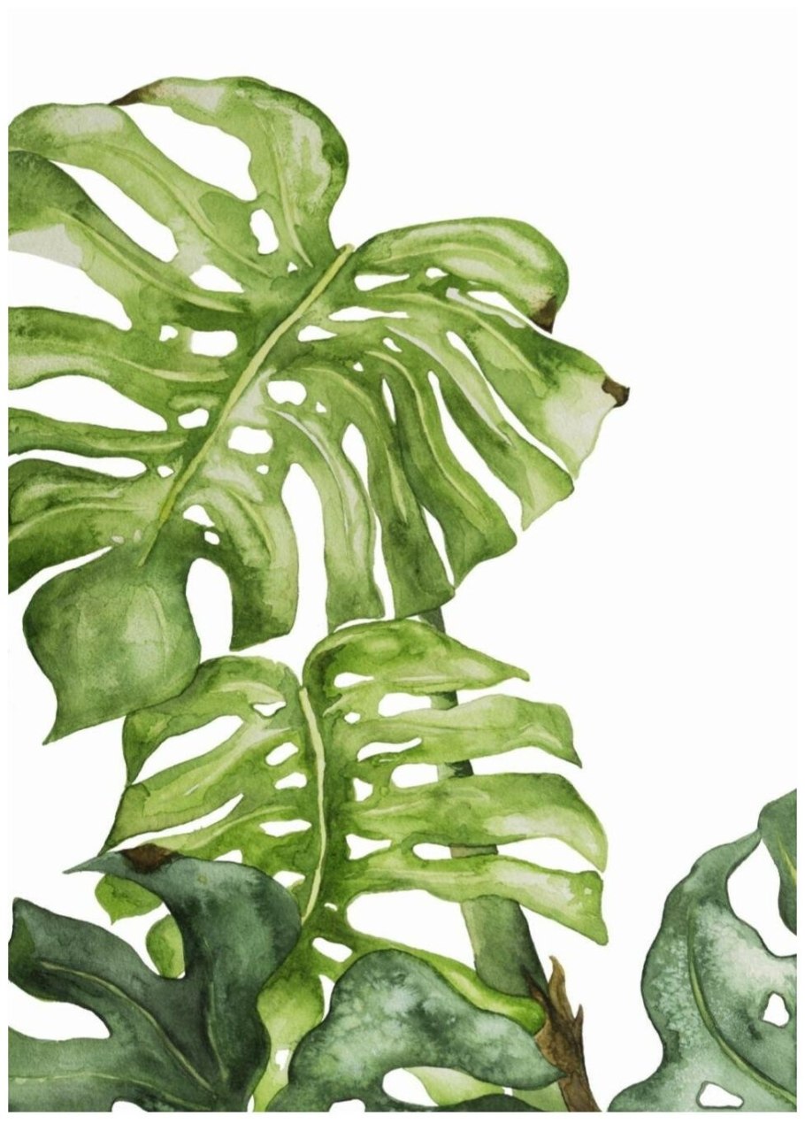 Монстера Делициоза (Monstera deliciosa)