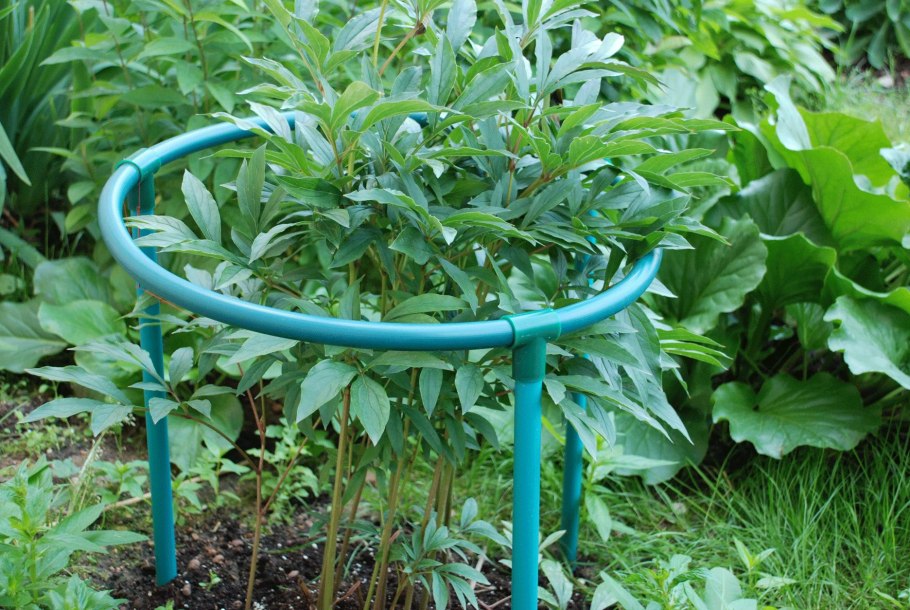 Предучебамет цветы