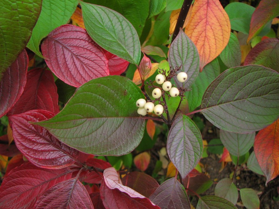 Дерен Альба Элегантиссима