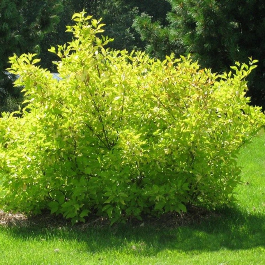 Cornus Alba Argenteomarginata