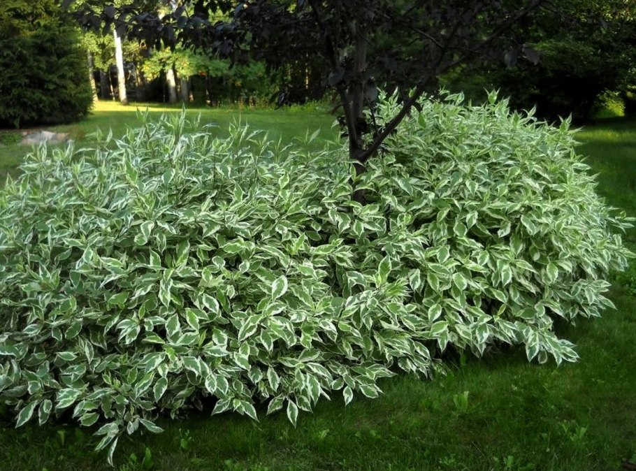 Дерен белый Элегантиссима