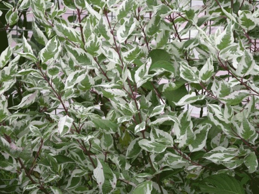 Дерен Гоучаулти