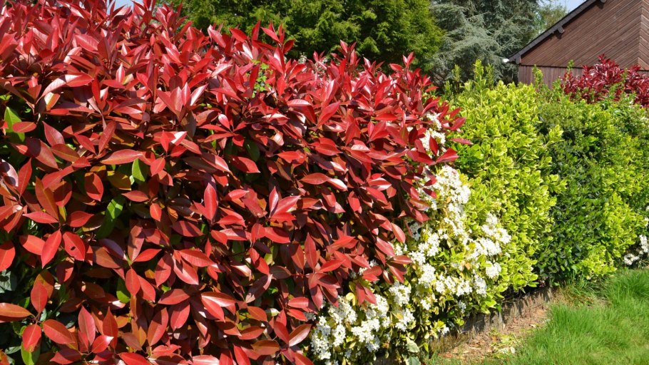 Красный Сибирика дерен