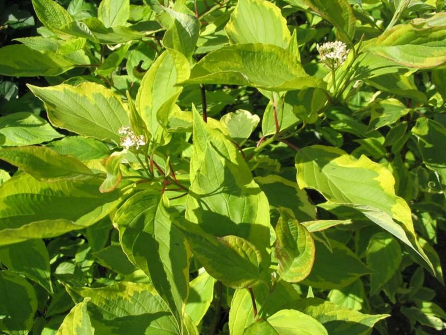 Дерен Сибирика Вариегата