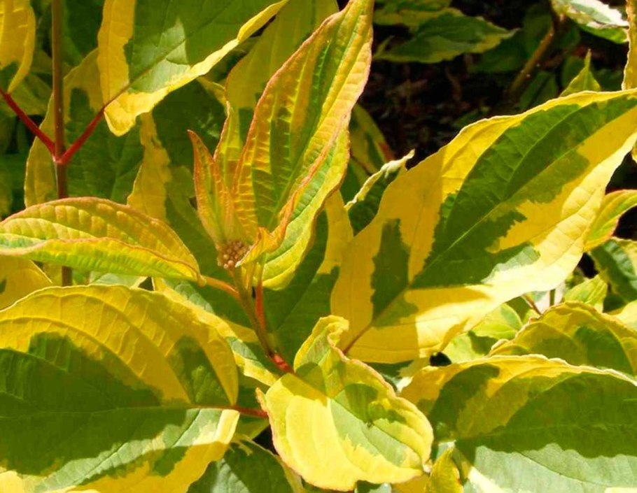 Дерен Сибирика Вариегата зимой