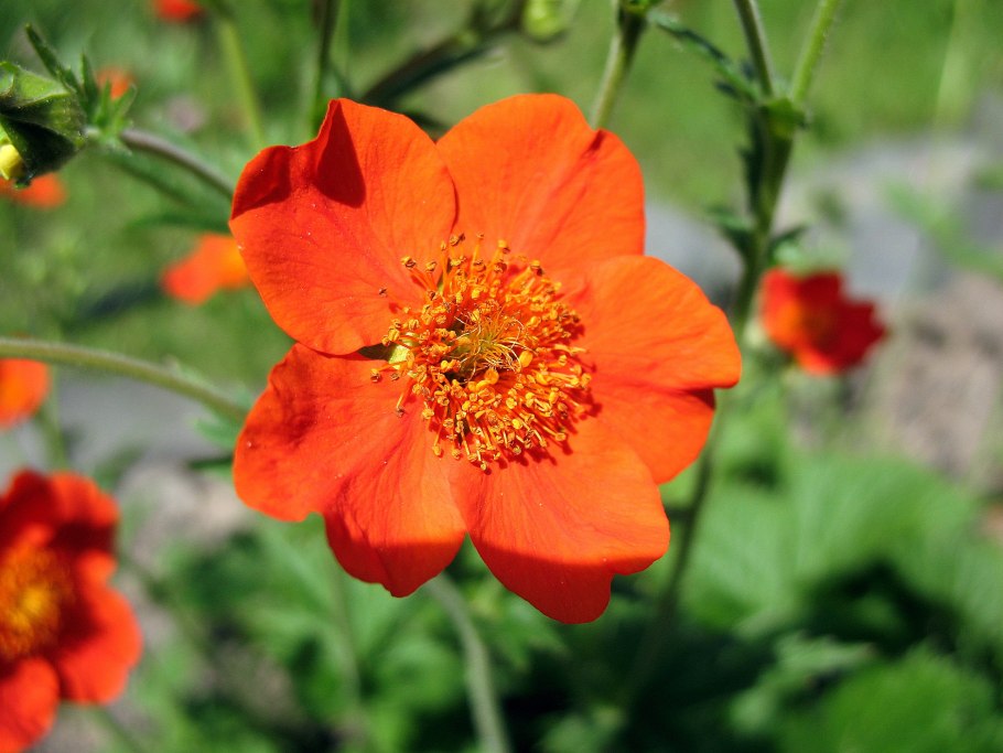 Гравилат Санбим