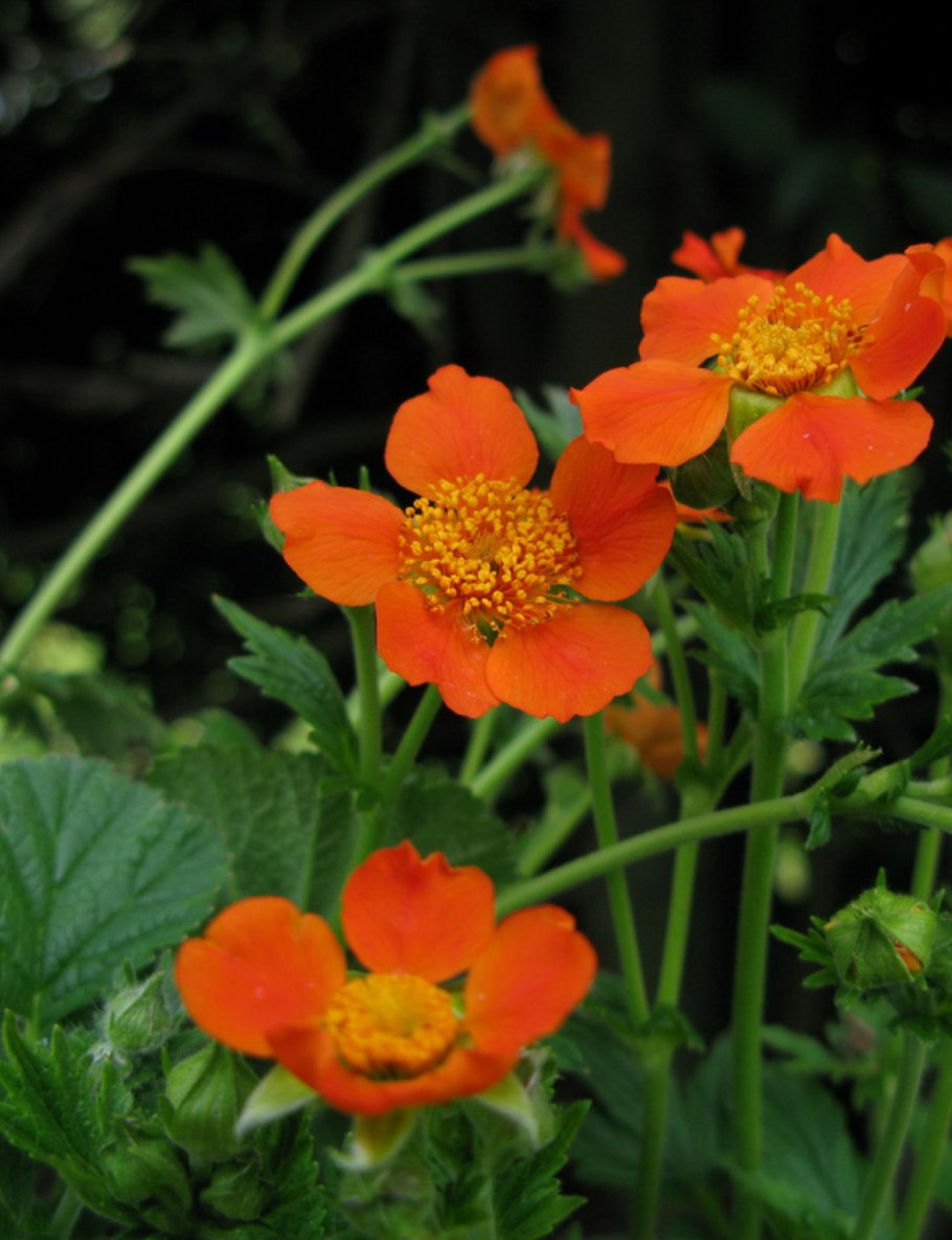 Гравилат Тинкербелл