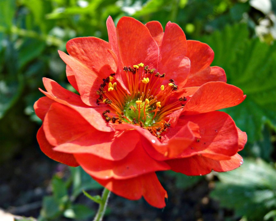 Гравилат чилийский оранжевый