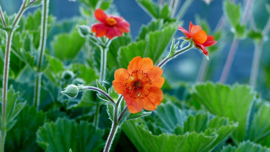 Гравилат трехцветковый