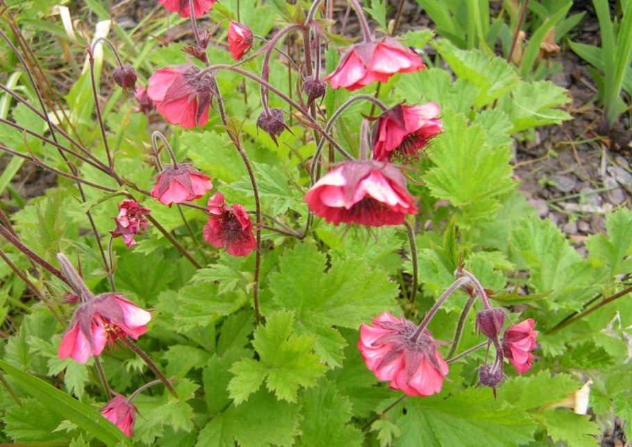 Гравилат Алеппский листья