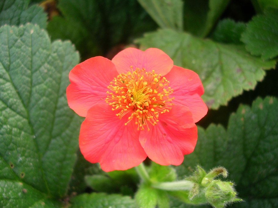 Гравилат красноцветковый Борисии