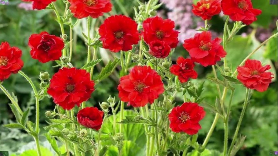 Гравилат чилийский