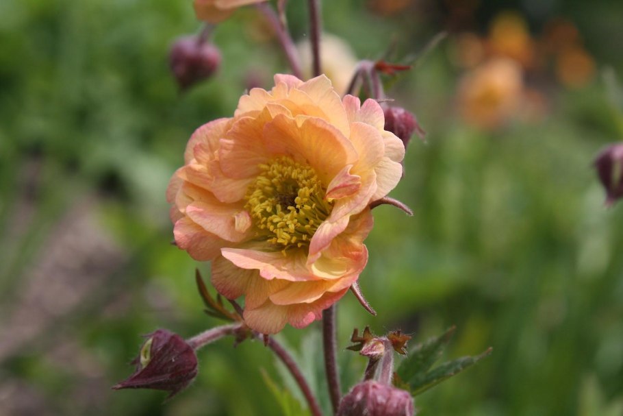 Гравилат гибридный