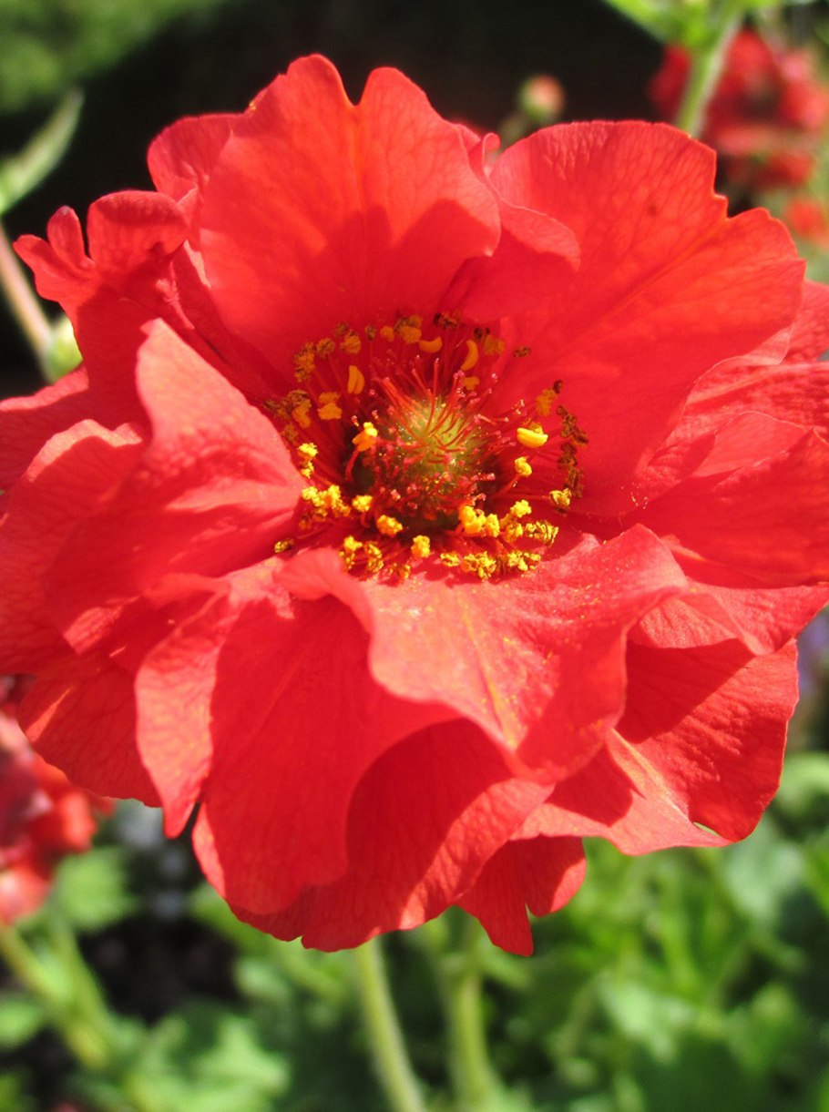 Гравилат Аурелия многолетний