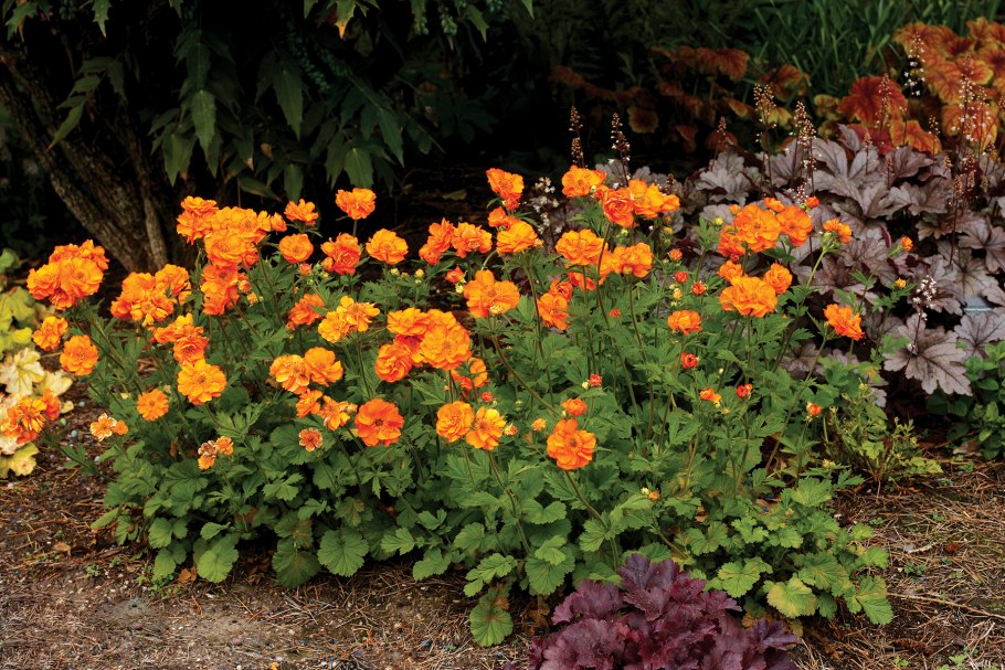 Гравилат огонек