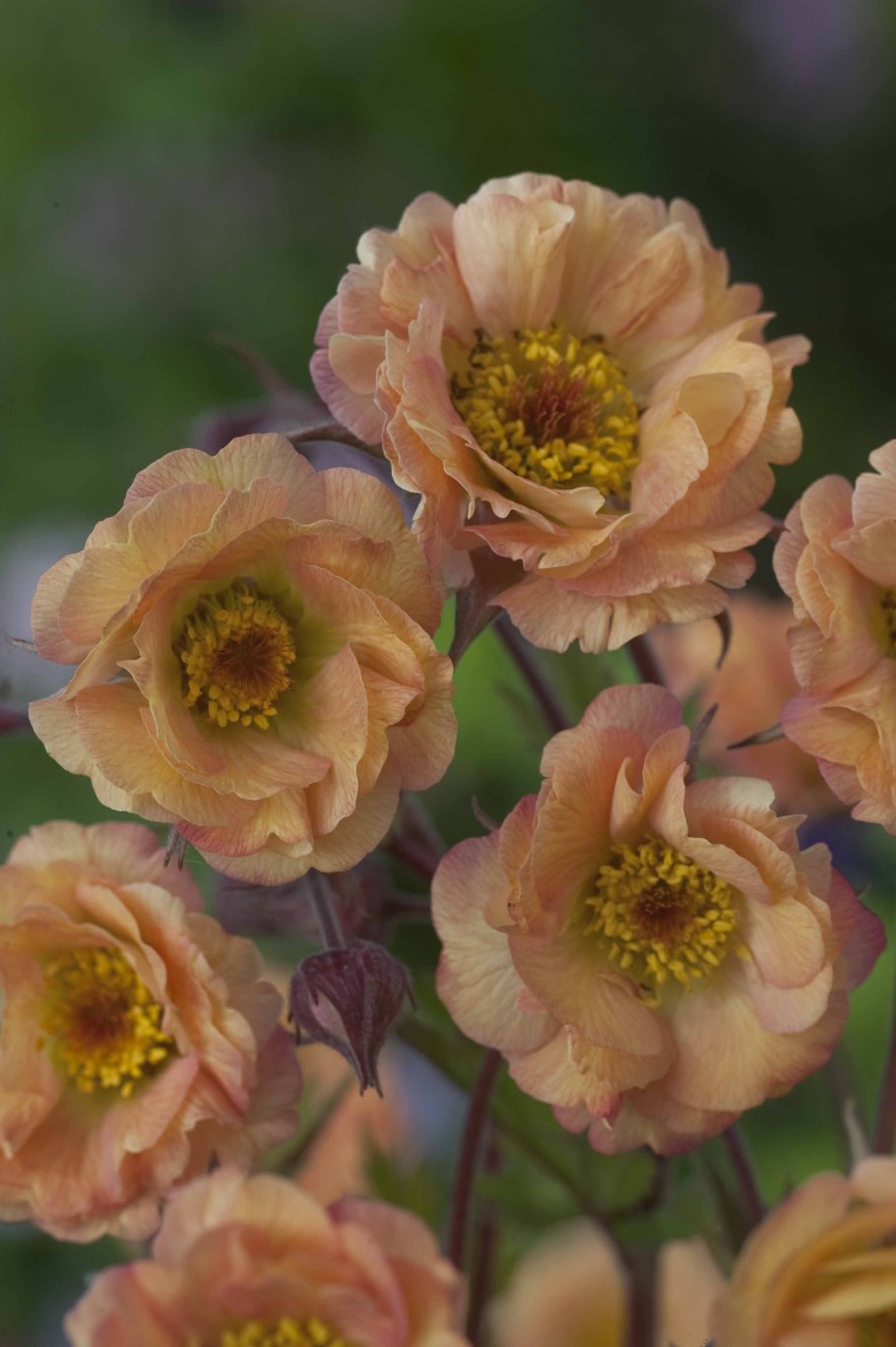 Гравилат гибридный