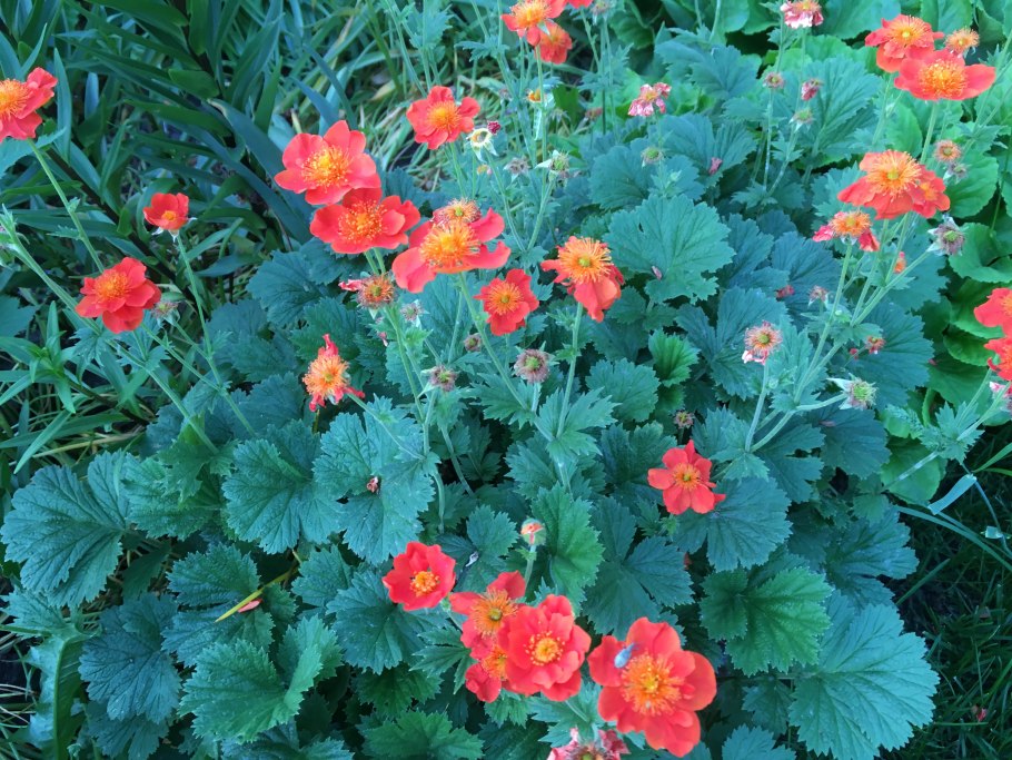 Гравилат красноцветковый