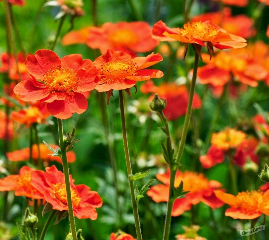 Гравилат красноцветковый