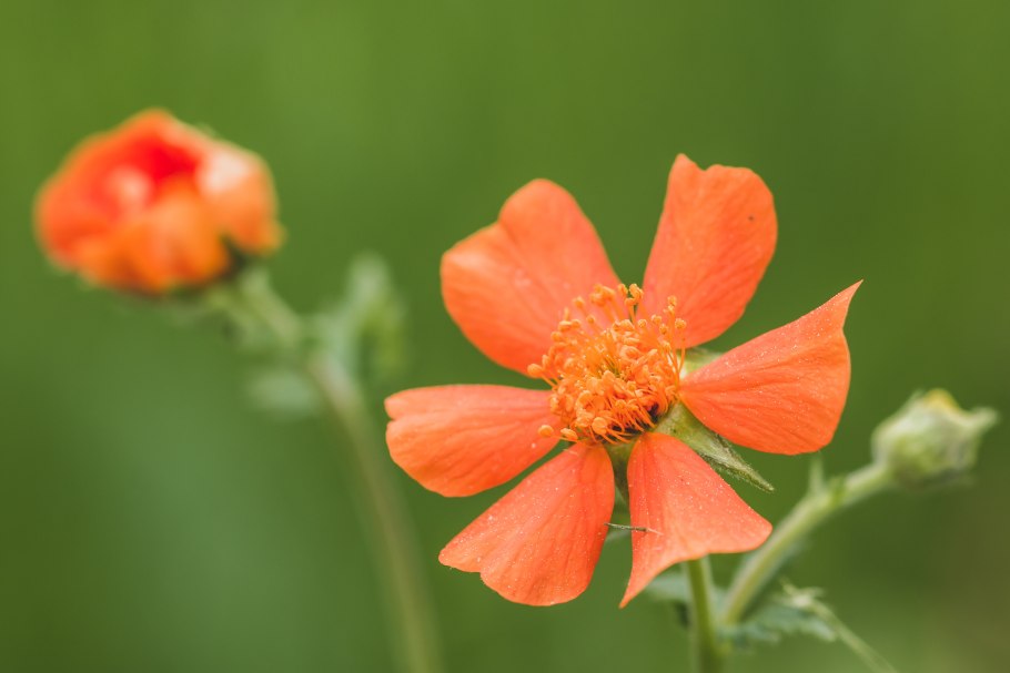 Гравилат чилийский май Тай