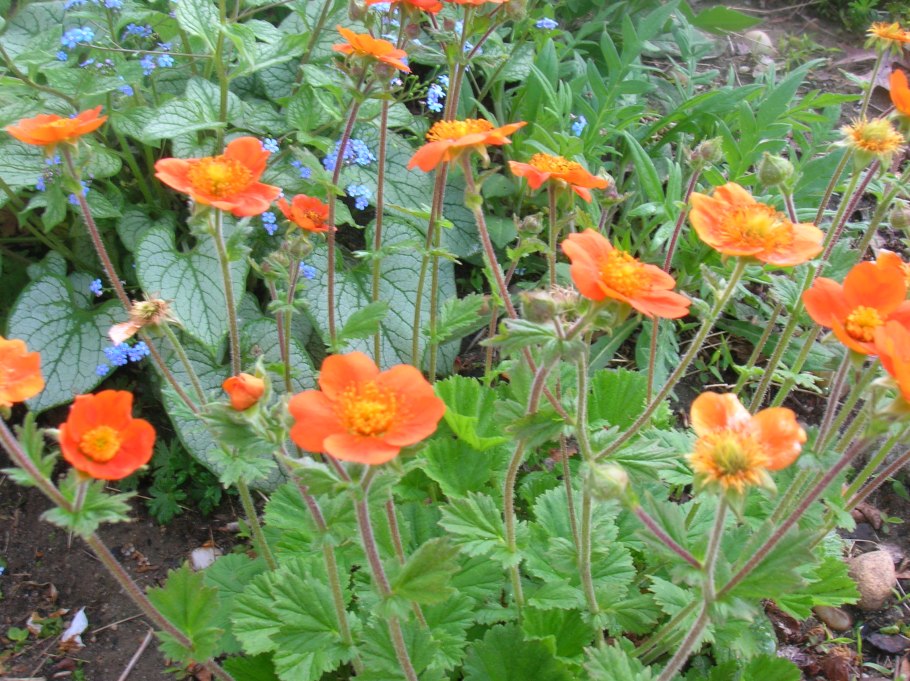 Гравилат шарлаховый