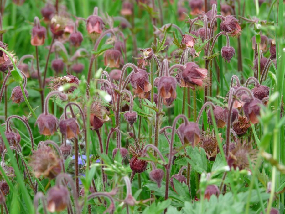 Цветы гравилат Риголетто