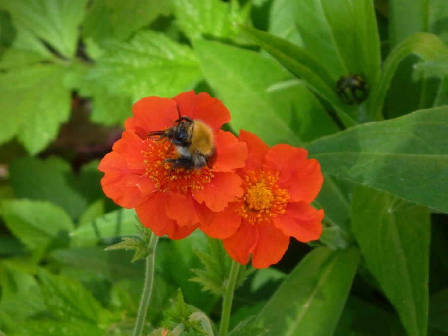 Гравилат Санбим