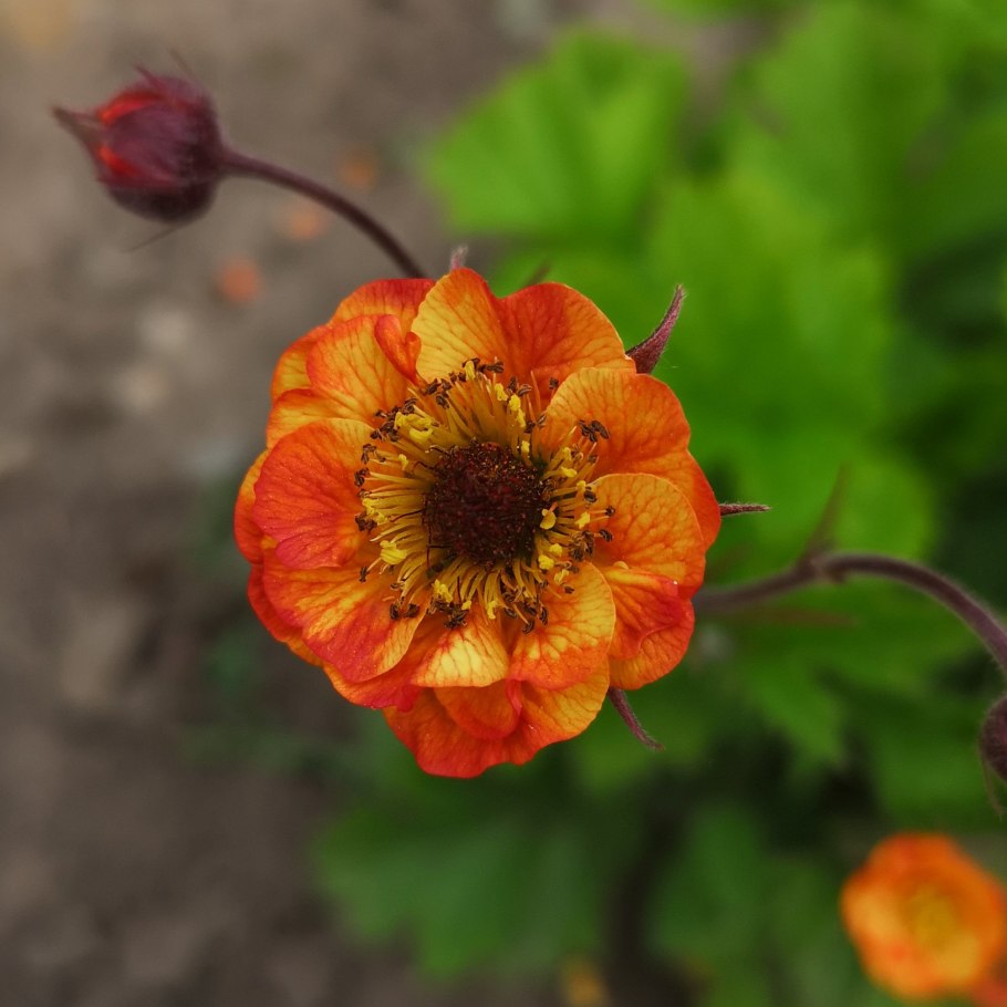 Гравилат Блазинг Сансет