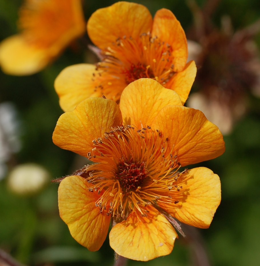 Гравилат оранжевый