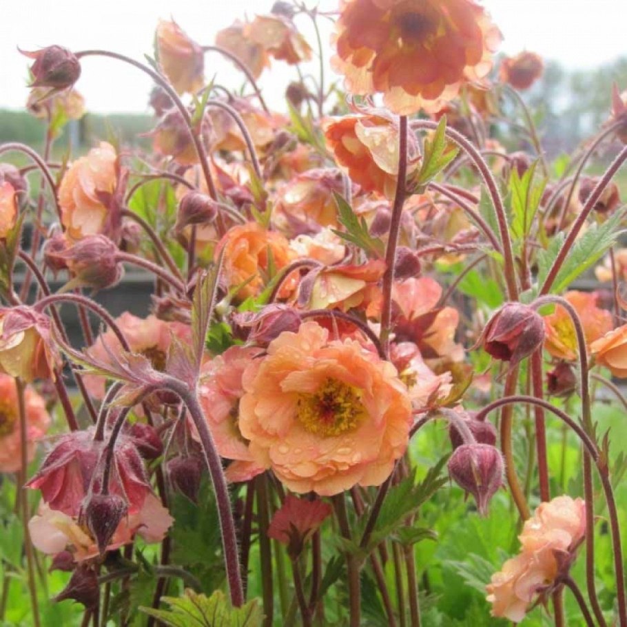 Гравилат ред драгон фото