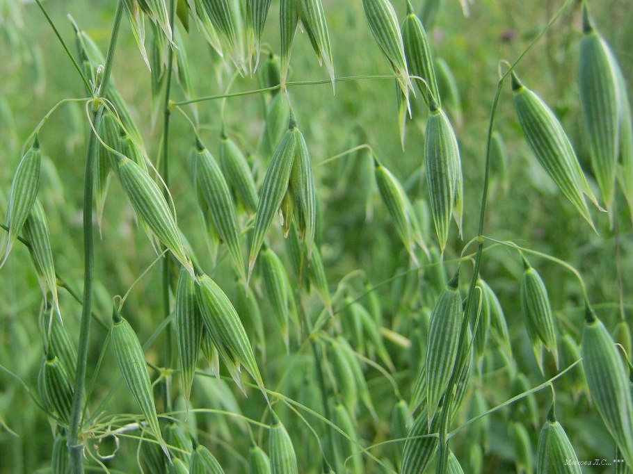 Овсюг Полетай