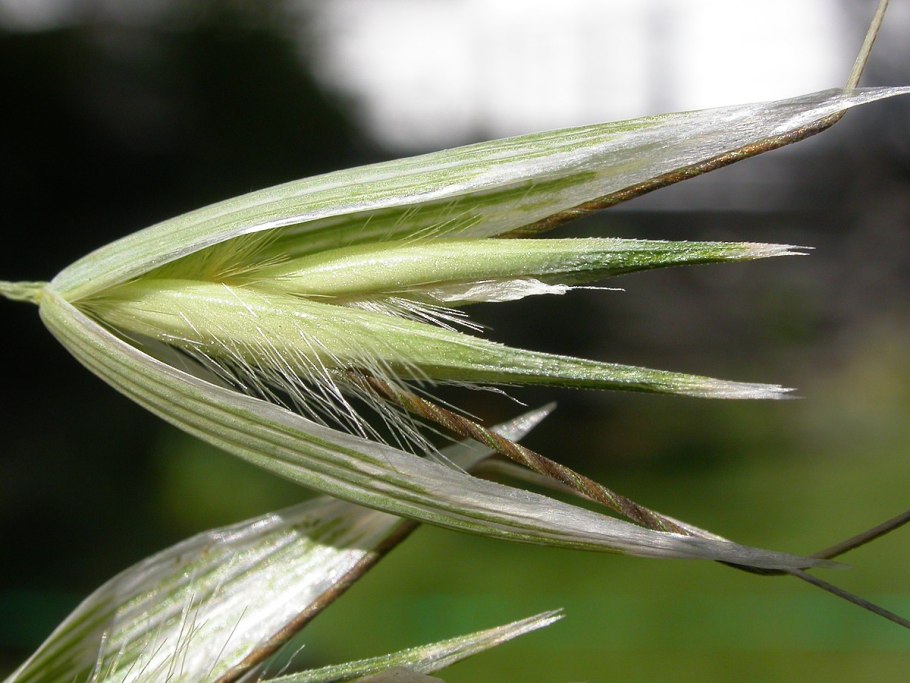 Овсюг, овес пустой (Avena fatua)