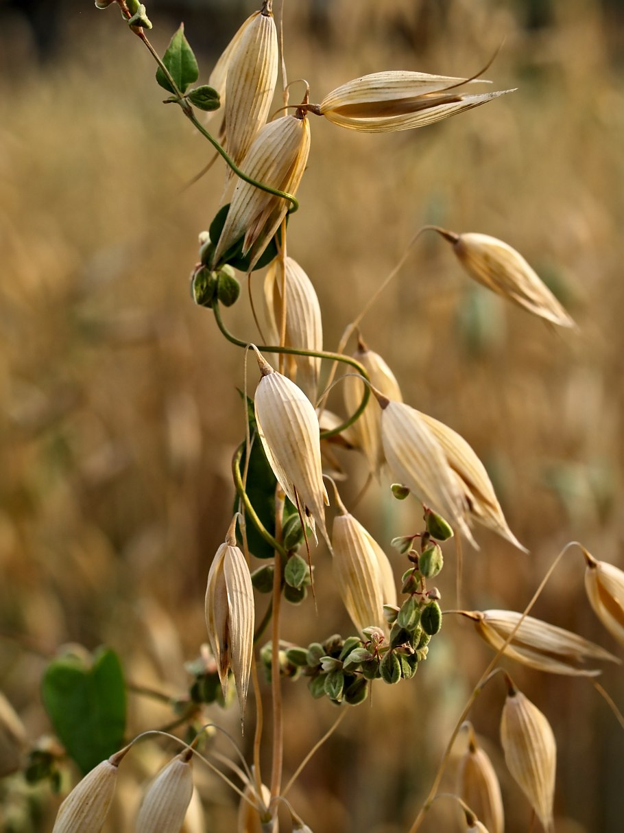 Овес посевной (Avena Sativa)