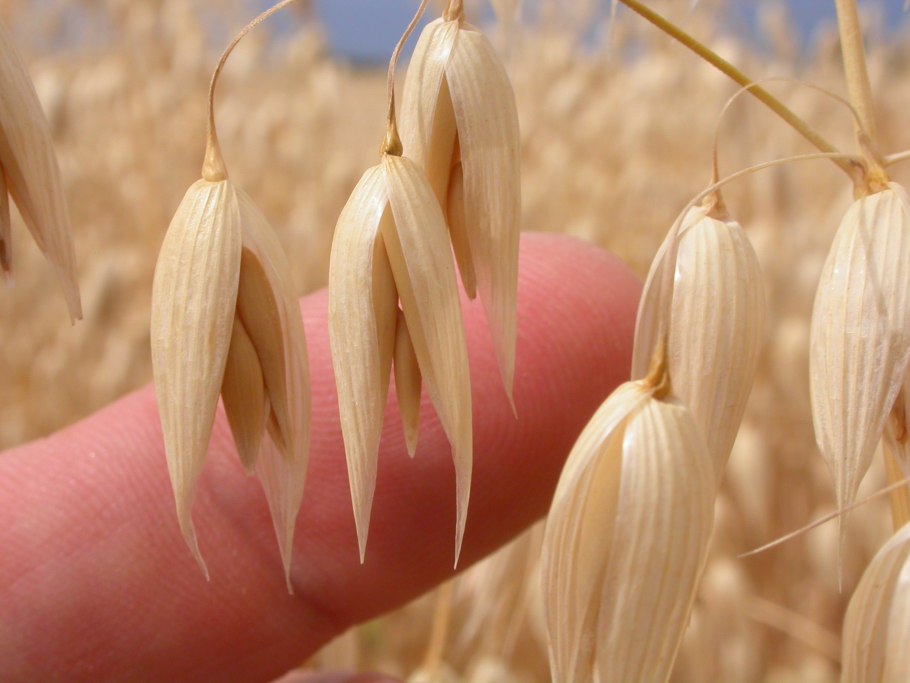 Овес светлый