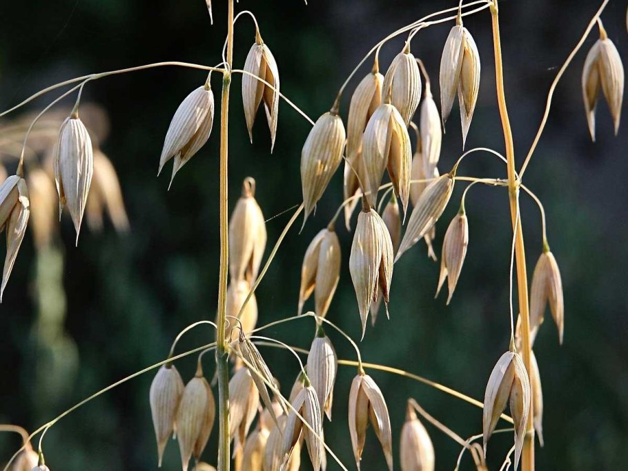 Овес соцветие