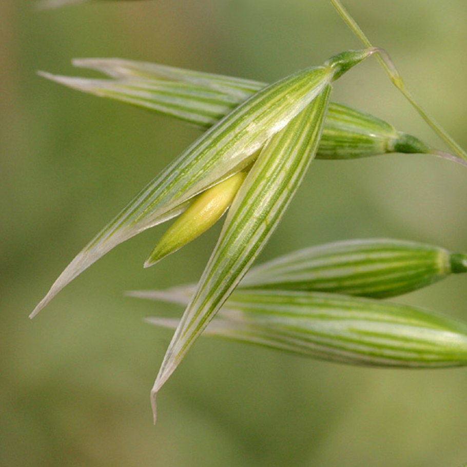 Зерновки овса Avena Sativa