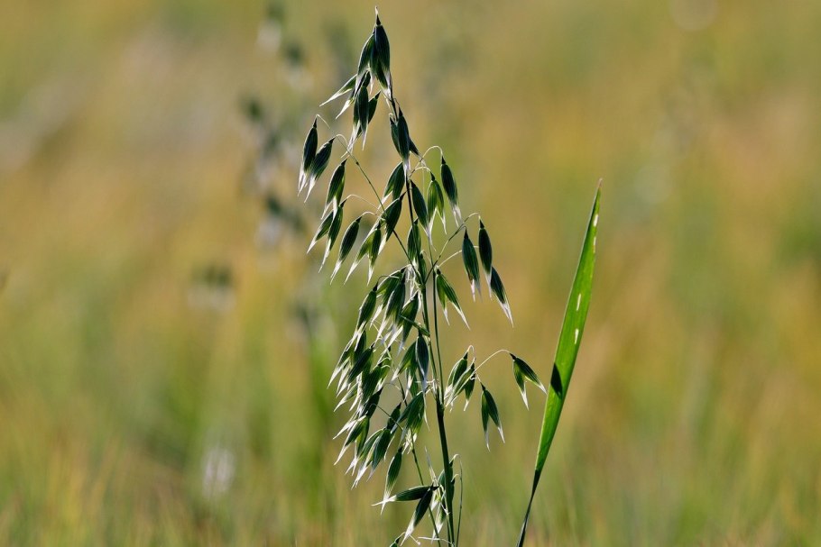 Овсюг сорняк