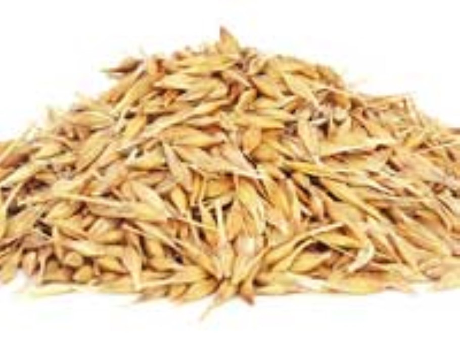 Овес обыкновенный (Avena Sativa