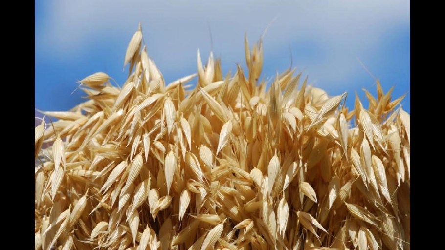 Овёс посевной