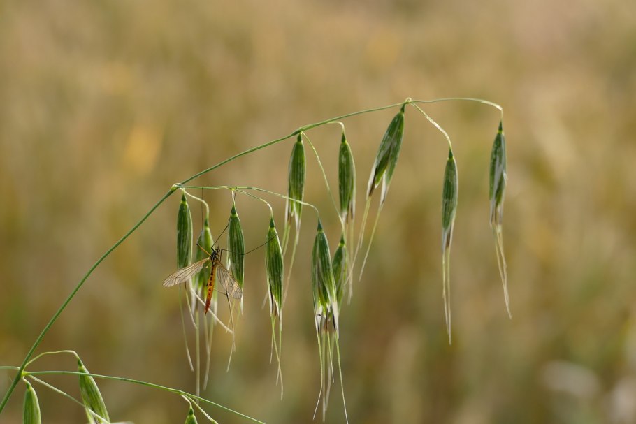Злаковый сорняк овсюг