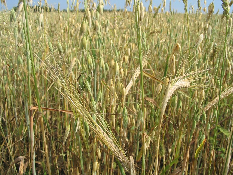 Овёс, суданка