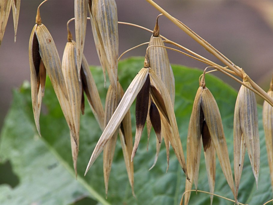 Овес посевной Avéna Satíva l.