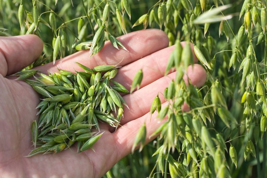 Спелый овес фото