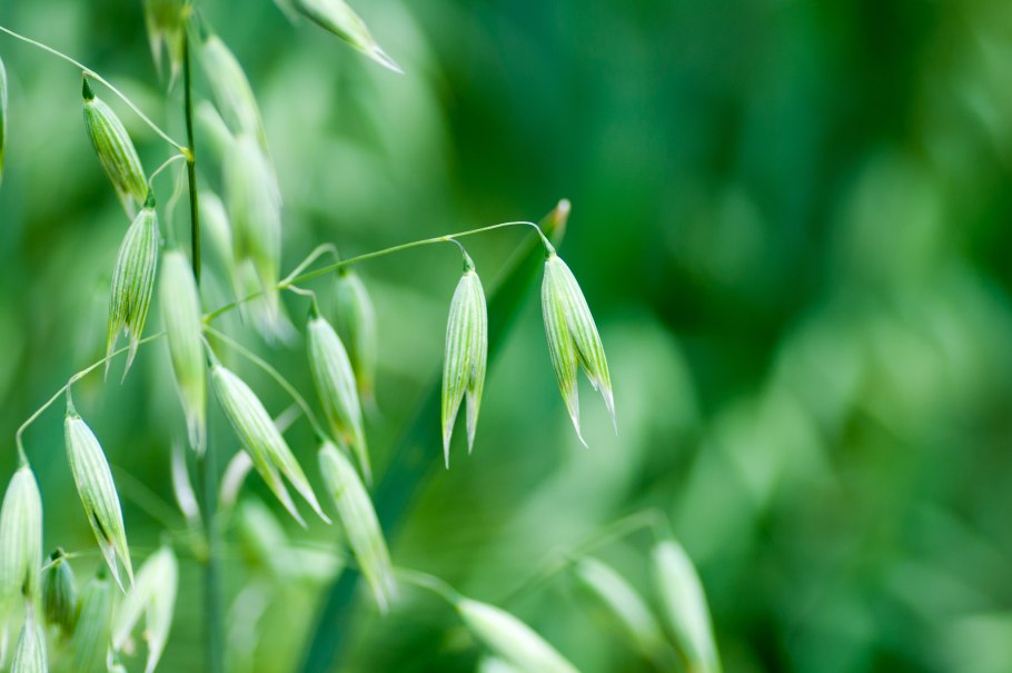 Овес посевной (Avena Sativa)