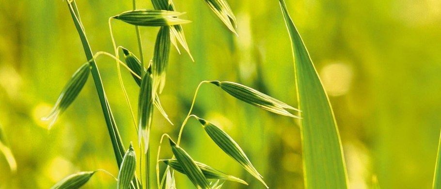 Овес посевной растение